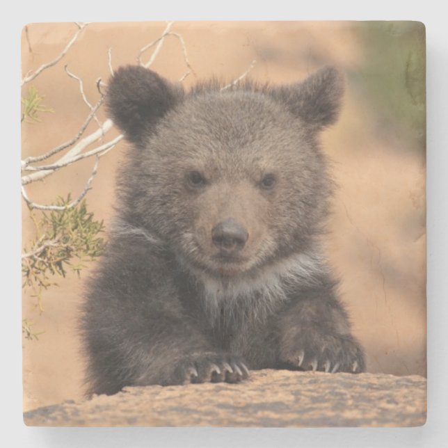 Porta-copo De Pedra Urso Cub do urso (Frente)