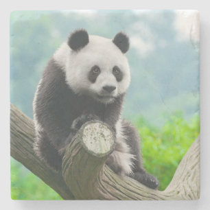Porta-copo De Pedra Urso de Panda Fofinho Bonito Sentado em uma Ramifi