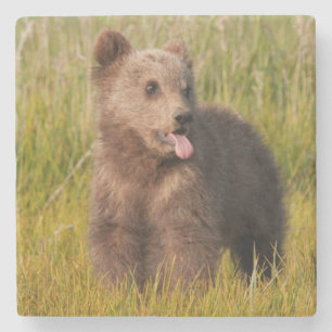 Porta-copo De Pedra Urso engraçado do bebê das imagens de Getty