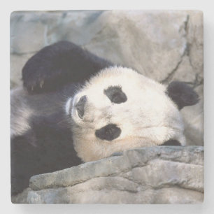 Porta-copo De Pedra Urso Panda