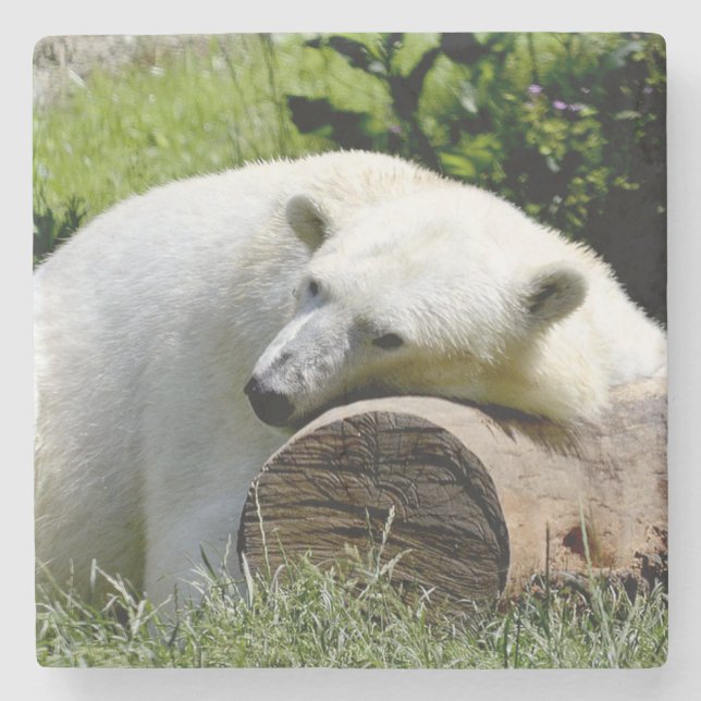 Porta-copo De Pedra Urso Polar (Frente)