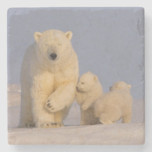 Porta-copo De Pedra urso polar, Ursus maritimus, fêmea com filhotes re