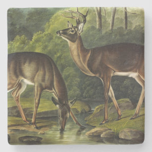 Porta-copo De Pedra Veado comum (branco) - Quadrupedes de Audubon