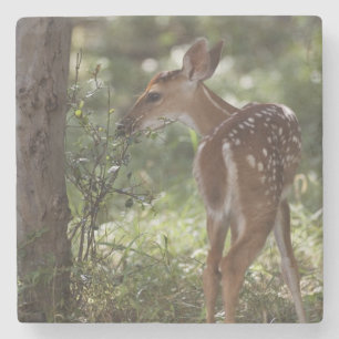 Porta-copo De Pedra Veado-de-cauda-branca, Odocoileus virginianus
