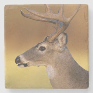 Porta-copo De Pedra Veado-mateiro, Odocoileus virginianus,