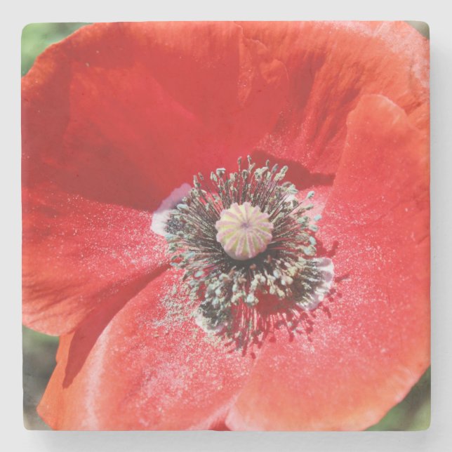 Porta-copo De Pedra Vibrant Red Macro Botanical Poppy Floral (Frente)