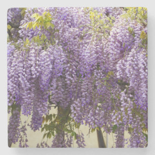 Porta-copo De Pedra Violet Wisteria Flowers