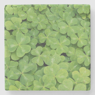 Porta-copo De Pedra Vista de folhagem de Oxalis Oregana Sorrel