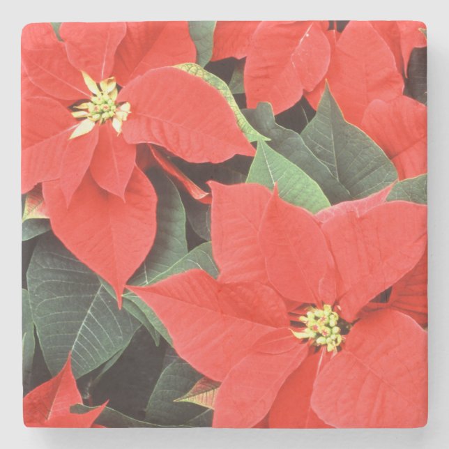 Porta-copo De Pedra Vivid Red Christmas Poinsettias (Frente)