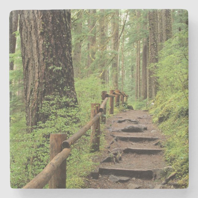 Porta-copo De Pedra WA, Olimpiadas NP, Sol Duc Valley, floresta tropic (Frente)