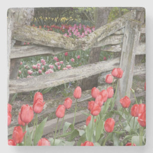 Porta-copo De Pedra WA, Vale do Skagit, Jardim de Tulipas Roozengaarde