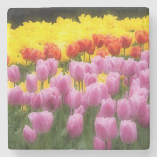 Porta-copo De Pedra WA, Vale do Skagit, Jardim de Tulipas Roozengaarde