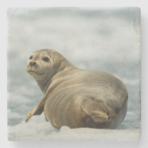 Porta-copo De Pedra Wary Seal