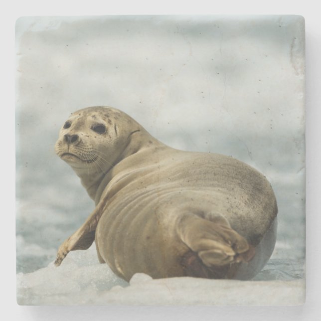 Porta-copo De Pedra Wary Seal (Frente)