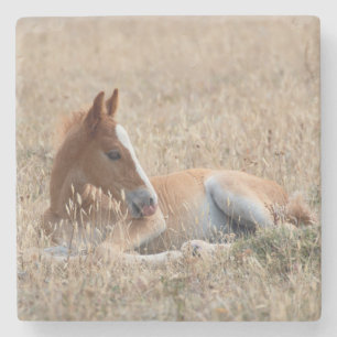 Porta-copo De Pedra Wild Mustang Foal Wild Horse