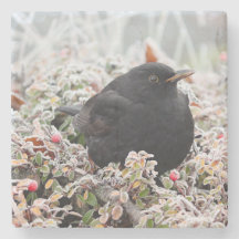 Winter Blackbird