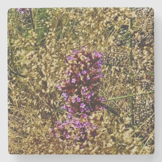 Porta-copo De Pedra Wisconsin Purple Wildflower , Fall Close-up