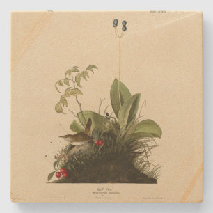 Porta-copo De Pedra Wood Wren (House Wren), Birds of America, de Audub