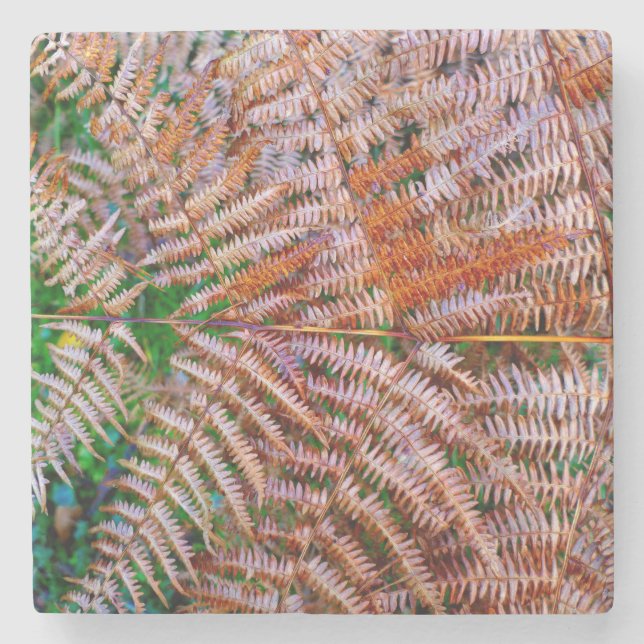 Porta-copo De Pedra Woodland Ferns (Frente)