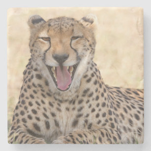 Porta-copo De Pedra Yawning Cheetah
