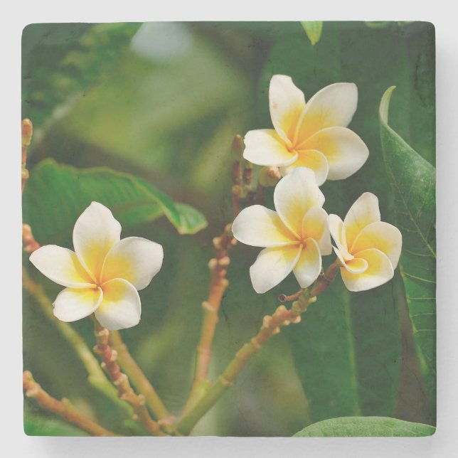 Porta-copo De Pedra Yellow Frangipani (Frente)