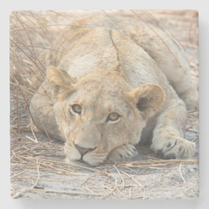 Porta-copo De Pedra Young lion