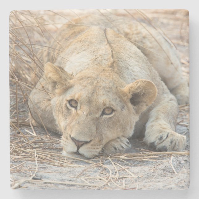 Porta-copo De Pedra Young lion (Frente)