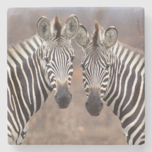 Porta-copo De Pedra Zebras-comuns, Parque Nacional Kruger