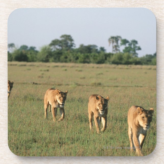 Porta-copo Delta de Okavango, Botswana 4 (Frente)