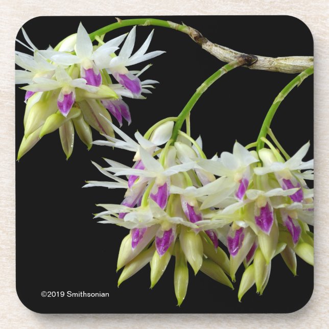 Porta-copo Dendrobium Amethystoglossum (Frente)