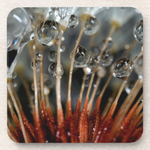 Porta-copo Dente-de-leão e gotas de água, CA