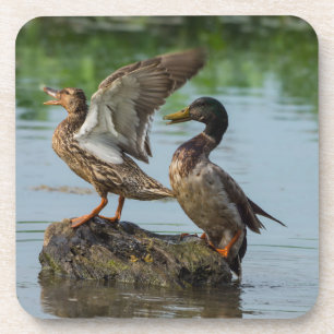 Porta-copo Desculpe-me