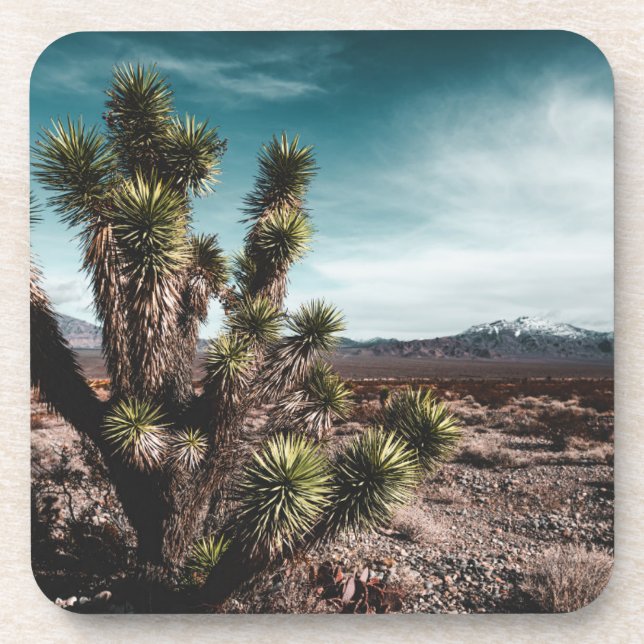 Porta-copo Desertos | Cholla Cactus (Frente)