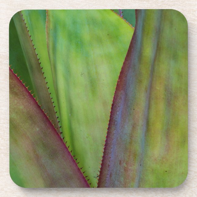 Porta-copo Detalhes da Planta Agave (Frente)