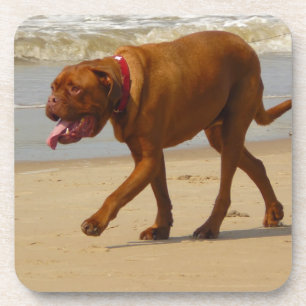 Porta-copo dogue de bordeaux