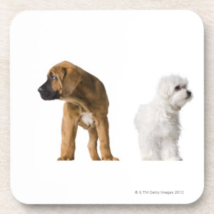 Porta-copo Dois cães