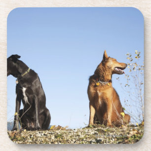 Porta-copo Dois cães novos que olham em sentidos opostos