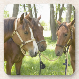 Porta-copo Dois cavalos de um quarto americanos que estão na