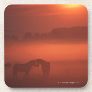 Porta-copo Dois cavalos no por do sol