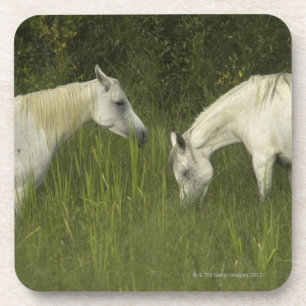 Porta-copo Dois cavalos que comem a grama