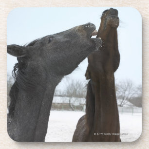 Porta-copo dois cavalos que neighing