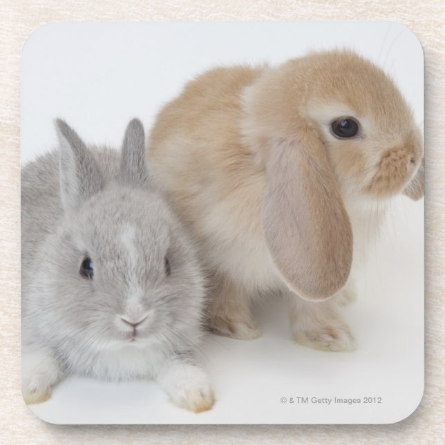 Porta-copo Dois coelhos. Anão de Netherland e Holland Lop. (Frente)