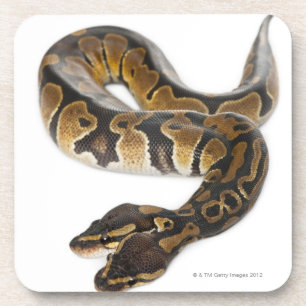 Porta-copo Dois dirigiram o pitão real ou o pitão da bola -