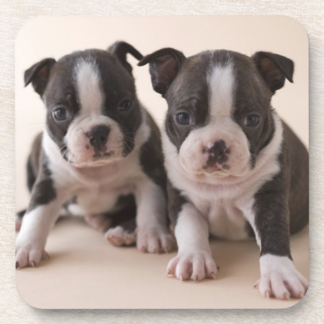 Porta-copo Dois filhotes de cachorro de Boston Terrier (Frente)