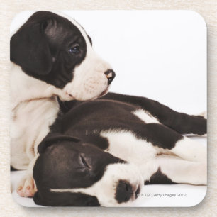 Porta-copo Dois filhotes de cachorro de great dane do