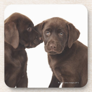 Porta-copo Dois filhotes de cachorro de labrador retriever do