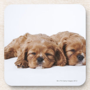 Porta-copo Dois filhotes de cachorro descuidados do Spaniel