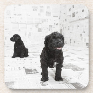 Porta-copo Dois filhotes de cachorro portugueses do cão de