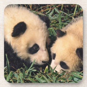 Porta-copo Dois filhotes de panda no arbusto de bambu, Wolong