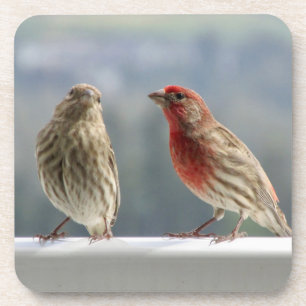 Porta-copo Dois Finches Flertando.